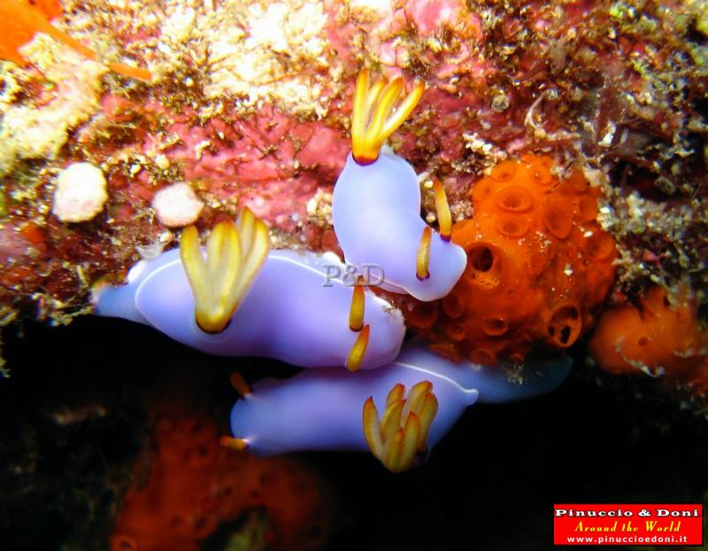 Papua Immersioni (Kavieng-New Hannover) - 17.jpg